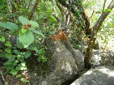 Santuario de las mariquitas